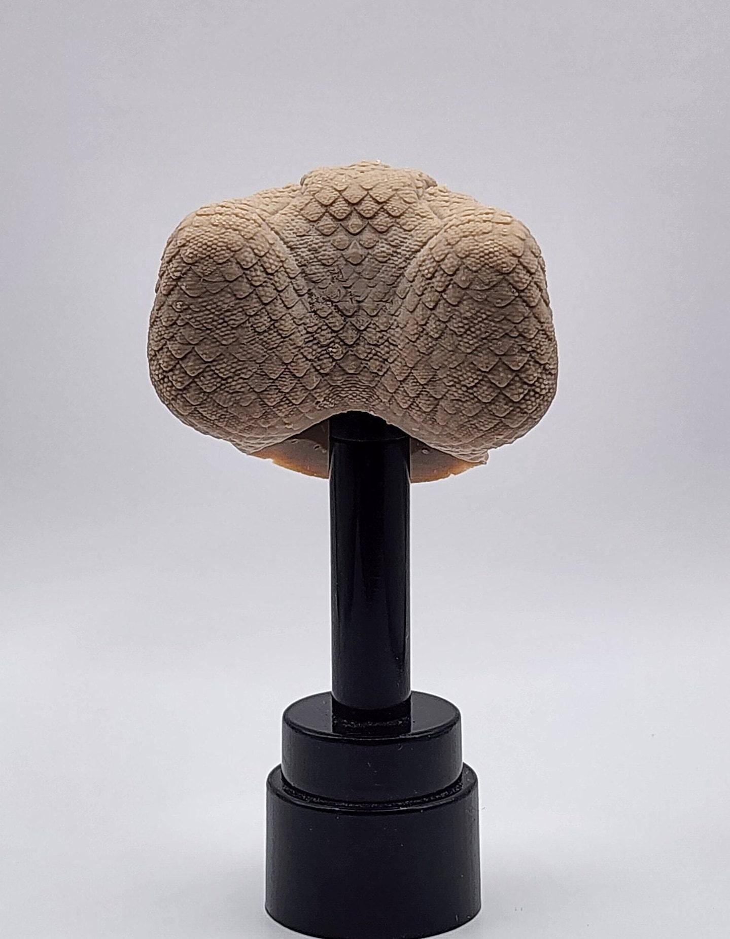 Duskfang Open Mouth, cobra head - Mythic Legions 1.0